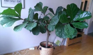 琴叶榕伤口有白色汁液流出怎么回事 琴叶榕流 白色液体