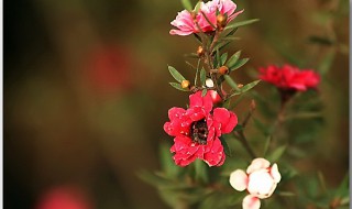 松红梅一年开几次花（重瓣松红梅一年开几次花）