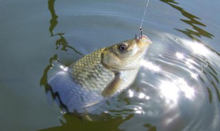 一条线带五个鱼钩在什么鱼杆上用 一条线带五个鱼钩在什么鱼杆上用过