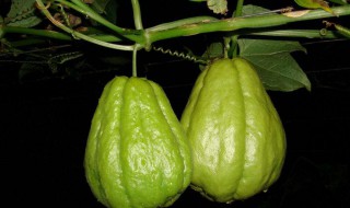 什么季节吃佛手瓜（什么季节吃佛手瓜好）