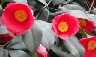 如何识别六角大红茶花 如何识别六角大红茶花品种