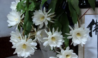 家里的昙花如何养的好 家里养昙花好不好