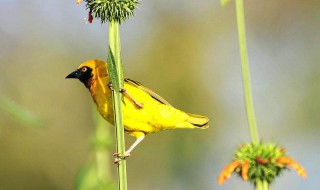 黄鸟通眉的特征 黄鸟通眉怎么看