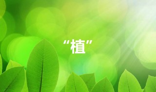 植可以组什么词 模可以组什么词语呀