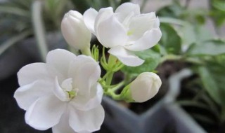 茉莉花花语是什么（茉莉花花语是什么意思 寓意）