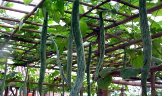 蛇豆种植时间和方法 蛇豆几月份种植