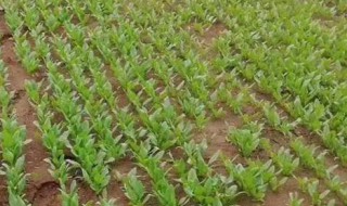 氮磷钾中微量元素是一种肥料吗 氮磷钾中微量元素是一种肥料吗为什么