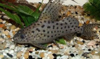 反游猫吃什么 反游猫吃鱼吗