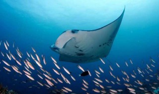 魔鬼鱼有毒吗 老虎鱼有毒吗