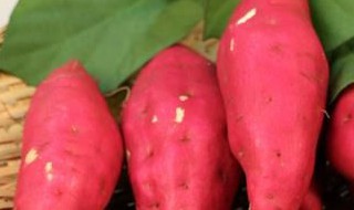 红薯的热量 红薯的热量讲解