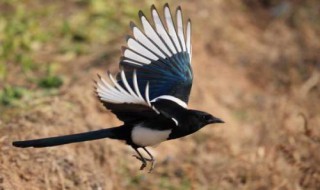 喜鹊长什么样（喜鹊长什么样子和声音）