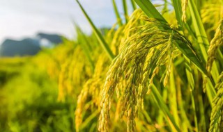 2019水稻补贴发放时间 2019水稻补贴发放时间表