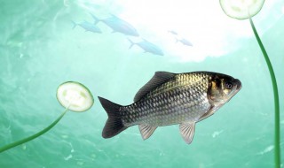 海钓矶钓的钓点分类（海钓矶钓的钓点分类及区别）