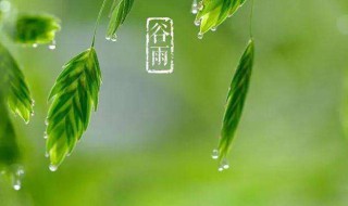 谷雨节气的谚语 谷雨节气的谚语有哪些