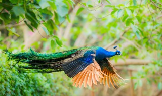 平顶山市附近有养孔雀的吗（山东孔雀养殖基地在哪里）