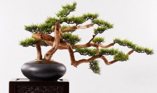 如何制作罗汉松盆景（如何制作罗汉松盆景造型）