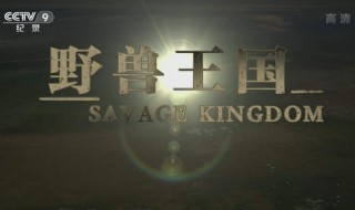 野兽王国纪录片有几集（野兽王朝纪录片）