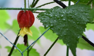 蔓性风铃花能活几年 蔓性风铃花一年开几次花