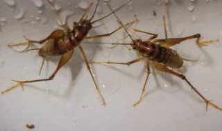 如何从斗线分辨蟋蟀好坏（如何从斗线分辨蟋蟀好坏呢）