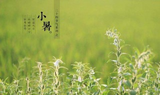 小暑是什么季节（小暑大暑是什么季节）