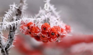 霜降节气吃什么水果（霜降节气吃什么水果好）
