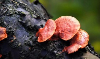处暑节气的习俗 处暑节气有什么讲究