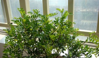 胡椒木和清香木哪个好养（胡椒木好还是清香木好）