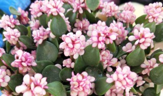 雅乐之舞和金枝玉叶的区别 雅乐之舞和金枝玉叶的区别哪个好养