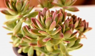 红稚莲多肉植物怎么养（红稚莲多肉植物怎么养殖）