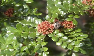胡椒木和清香木的区别（胡椒木和清香木的区别视频）