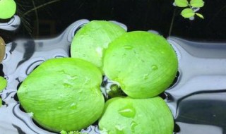 圆心萍怎么养 圆心萍养龟