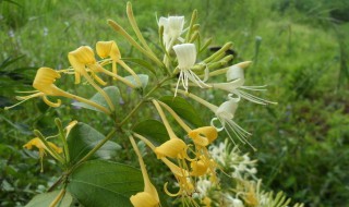 忍冬藤种植法（忍冬藤植物）