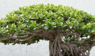 盆景榕树的养殖方法和注意事项 盆景榕树的养殖方法和注意事项图片