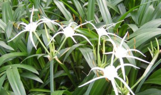 水鬼蕉的花语和寓意 水鬼蕉的花语和寓意是什么