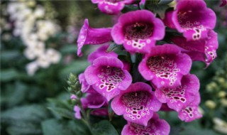 毛地黄有什么传说故事（地黄的传说故事）