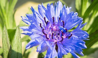 矢车菊有什么传说故事 矢车菊的寓言故事