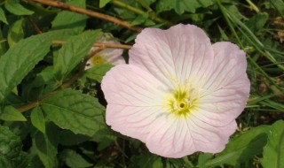 蜀葵的花语和寓意（蜀葵有什么寓意）