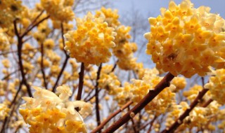 结香有什么传说故事 结香的介绍