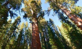 世界上最重的植物 世界上最重的植物排名