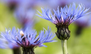 矢车菊的花语和寓意 矢车菊的花语和寓意图片