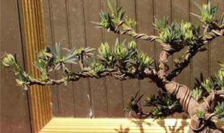 罗汉松有什么传说故事（罗汉松民间说法）