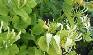 金银花有什么传说故事 金银花的故事主要内容