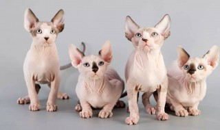 没有毛的猫叫什么品种 没有毛的猫叫什么品种图片