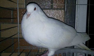 普通鸽子能分公和母吗 普通鸽子能分公和母吗图片