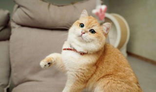 成年渐层猫能买么（渐层猫好养活吗）