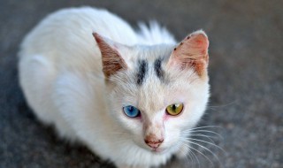 隐疾哭泣的异瞳猫结局 隐疾哭泣的异瞳猫结局是什么