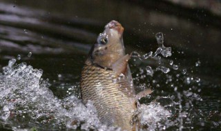 用红虫钓鱼直接挂钩好还是绑住好呢（红虫买回来直接挂钩钓鱼就可以吗）