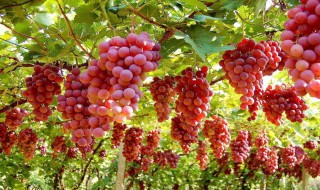 葡萄打药的时间表 葡萄用药时间表