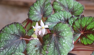 蟆叶秋海棠怎么养 蟆叶秋海棠养护