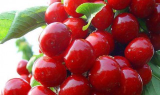 车厘子在北方能种植吗 车厘子北方能盆栽吗